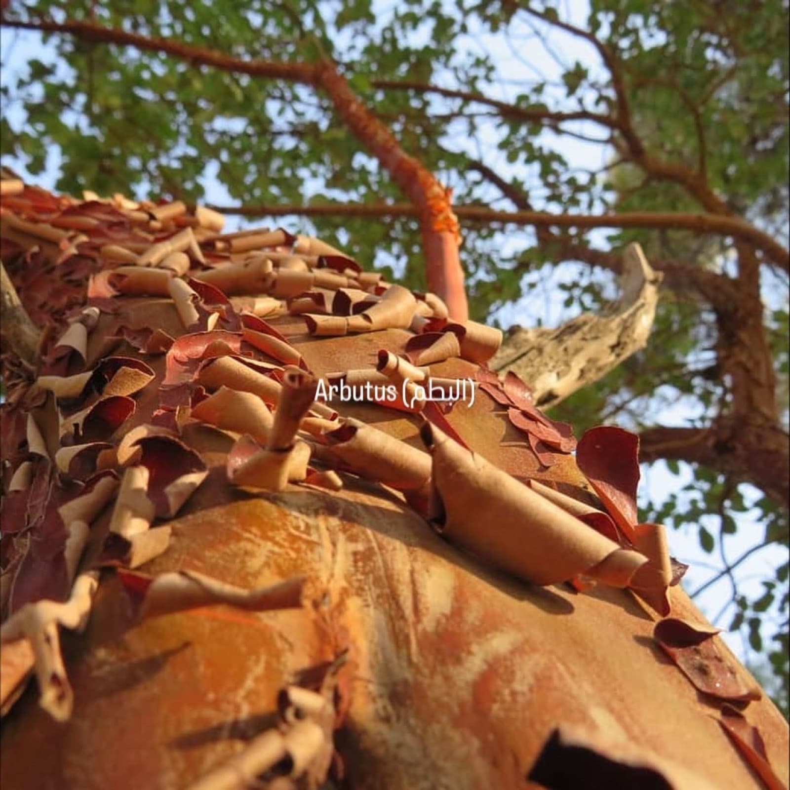 A copper-barked arbutus tree, the raw material behind the research